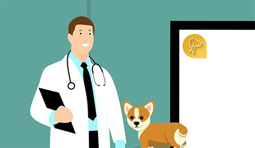 Online - Video Consultation with a Vet in Kolkata - Vets