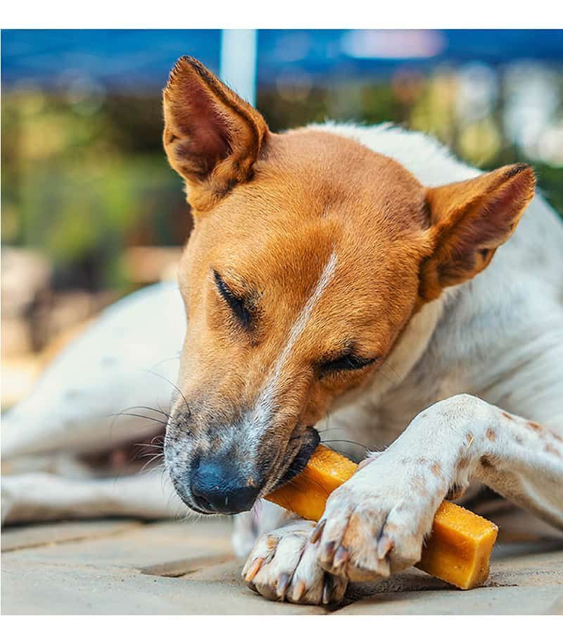 Medium Bars: Long-Lasting Dental Chews For Medium Dogs - Pack Of 5
